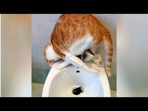 ANIMALS VIDEOS that won't fail to make you CRY WITH LAUGHTER // Super FUNNY ANIMALS