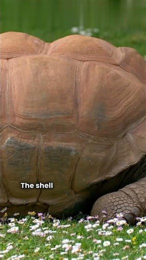 Can a Turtle Take Off Its Shell? #turtlefacts #turtle