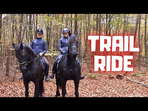 Trail ride with these 2 | The horses dig a hole | Friesian Horses