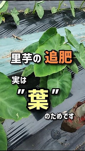 The reason for fertilizing taro plants is actually for the leaves.