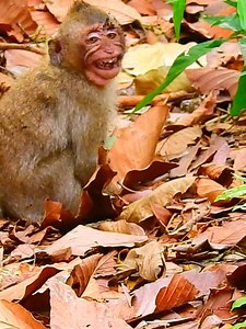 Breakheart 💔 She look ser-iously injure especially her face&teeth #monkeydluffy #monkeycute #babymonkey #monkeyface #lovely #monkey #cute #animals #animalsbaby #poormonkey #monkeycry #cuteanimals | MonkeyLily Family