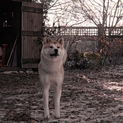 163K views · 5.6K reactions | Hachiko #new #movies #films #bestfilm #movietime #movieclips #movienight #moviereview #fbreels #reelsvideo #reels2025 #reelsusa #FULLHD #Netflix #netflixseries #netflixmovies #netflixandchill #NetflixUK #unitedkingdom #bestmovie2025 #bestmovie #bestmovielines #usa #bestmoviescene #unitedstates #Australia #hollywood #holiday #hulu #HBO | MovieKiller | Facebook