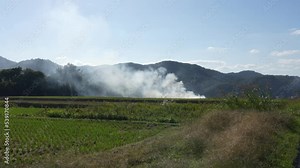 Burning rice fields after harvesting (Japanese agricultural method)