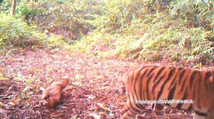 Tigers on camera