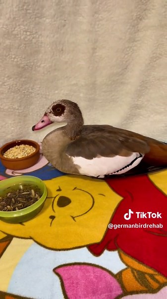 Dania Koncoš on TikTok