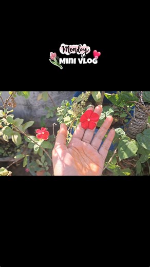 Mini Vlog(A Day in my life)✨️❤️#youtubeshorts #minivlog #adayinthelife