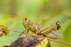 7 Types of Grasshoppers in North Carolina (2023 Guide) - The Gardening Dad