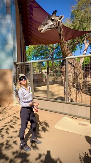 I was lucky to feed the giraffe at San Diego Zoo last Thursday. The giraffes don’t always want to be fed by strangers but this one approached me. Visiting San Diego Zoo was one of the highlights of 2023 for me - it’s a precious place and the Zoo is actively involved in animal-preservation and conservation efforts. People who work at the Zoo truly love animals. ❤️❤️ | Julia's Album