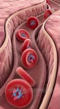 How Your Lungs Supply Oxygen to Your Body