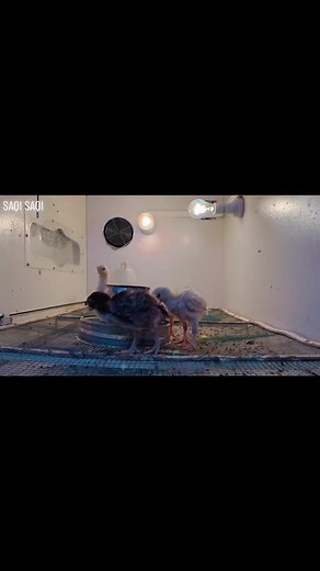 White parrot beak 💕 | Bird's shelter