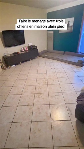 Ménage Quotidien avec Trois Chiens