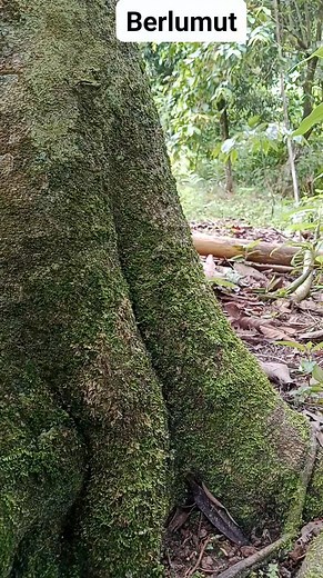 Berlumut #seluruhdunia #panengetah | Alan Romlan