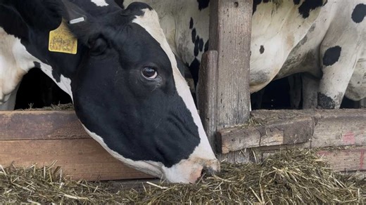 Rabid cow found in Upstate, 19 other livestock exposed, DPH says