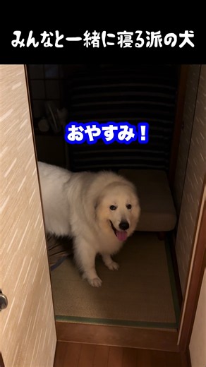 【ドレミの歌】グレートピレニーズが一緒に寝床へ行く可愛い姿