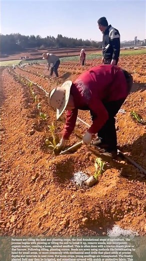 Growing Season Start: Soil Prep and Seeding in Action #relaxing #satisfying #farming #agriculture