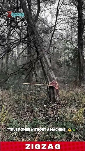 Pure Hand Axe Technique for Precision Tree Felling Without Machinery