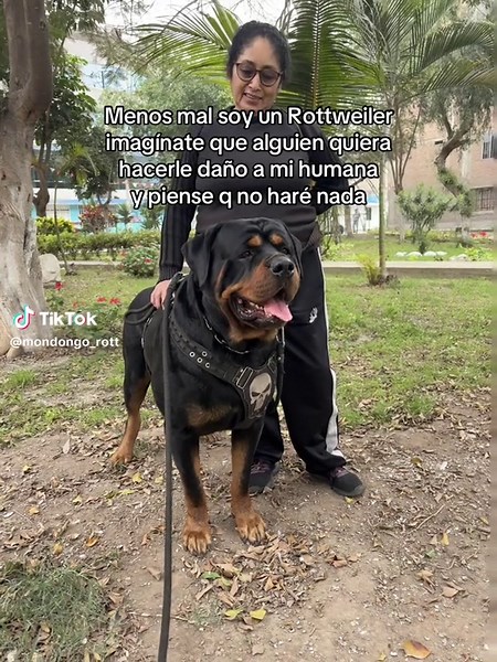 Mi Mamita Bella y Sus Rottweilers Adorables