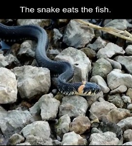 255K views · 3.3K reactions | First time seeing a snake catching fish to eat. #snake | Snake Farm | Facebook