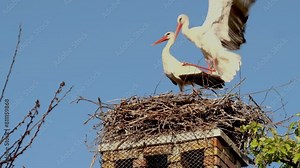 Two storks, Ciconia ciconia, mating in nest in courtship period, mating season.