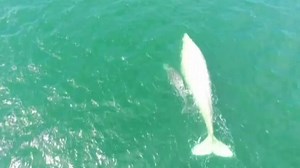 79K views · 3.4K reactions | A rare albino whale has been spotted off...