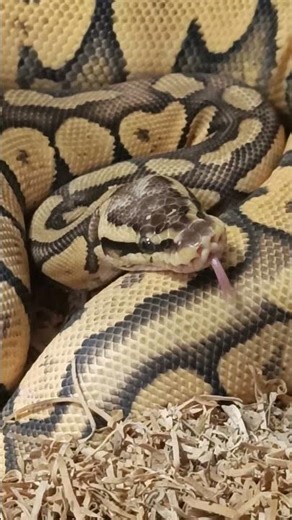 Superfly Orange Dream Chocolate 🐍🔥 | Digesting Her Meal