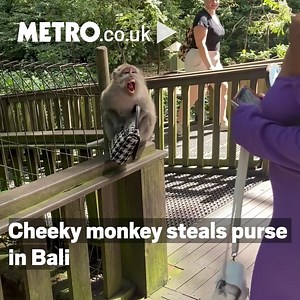 22K views · 233 reactions | This is your regular reminder that some monkeys can be VERY mischevious  | Metro | Facebook