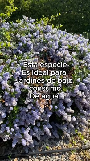 Trinidad Correa on Instagram: "Una especie muy resistente que necesita de suelos con buen drenaje para desarrollarse bien ✨🪴 Existen variedades rastreras y arbustivas. Alcanzan gran tamaño por lo que la recomiendo en jardines que necesitamos cubrir superficies grandes"