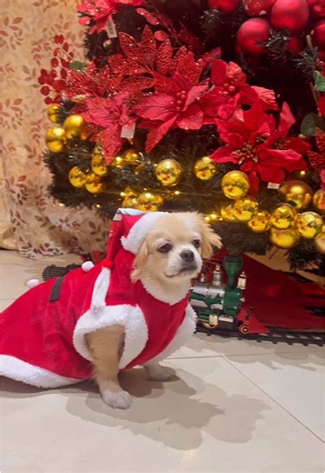 I wish u a merry Christmas 🐶🎄✨ . . . . . . #holiday #christmas #dog #viral #copyto