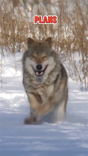 Could Wolves Return to the UK? 🐺😲