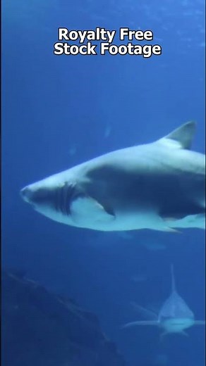 Can Fish Drown? 🐟