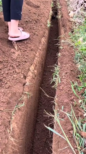 184K views · 1K reactions | 600mm 15Hp diesel engine trencher machine | Denraks Machinery | Facebook