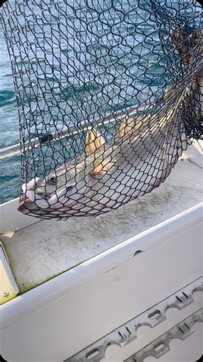 Dawn Tide Charters on Instagram: "🎣 Its a Barney rubble - double 🎣 I have Been Putting that @penn_europe solid carbon 12-20lb battalion & fathom combo to work midd channel on the winter pollack run 🔥🎣 Stay Tune in some big plans coming 👀 www.dawntidecharterfishing.co.uk #pollack #fishing #wrecking #penn #boatfishing"