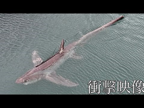 A huge deep-sea shark, "Hachiware", measuring over 4m in length, is at the foot of the port!?
