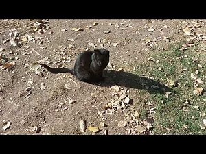 BLACK CAT ARE SO SHY