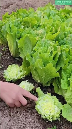 This method lets one lettuce plant produce several harvests