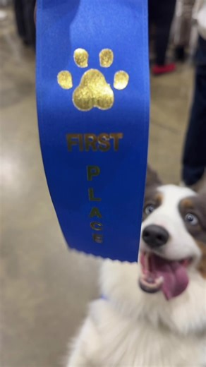 We had so much fun competing at the Corgi Race during this year’s Henrico Humane Society Pet Expo! 🏁🐾 George came first in his heat and Gracie Mae from @the.corgington.chaos.crew won the overall event! 🥇 @Henrico Humane Society #rvacorgiclub #corgi #fluffycorgi #dograce
