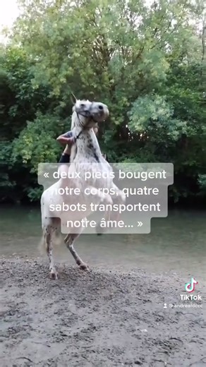 Equestrian Dream: Horse Cabre Love on TikTok