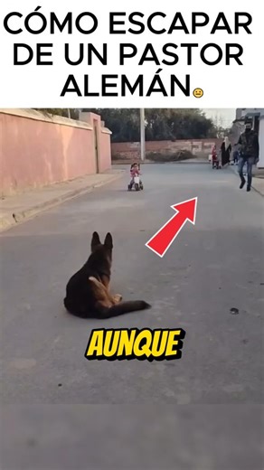 Así protege un pastor alemán