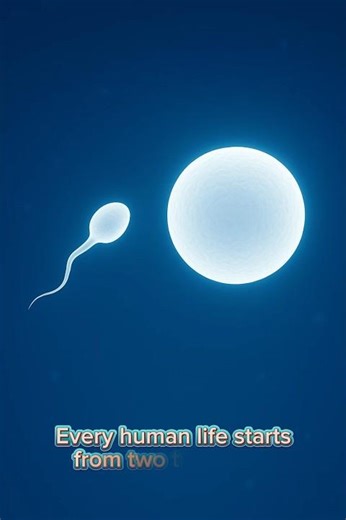 How Does a Woman’s Body Create a Baby?