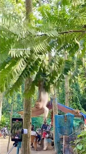 Monkey in danger after climbing a fallen tree.. #animallife #animals #monkey #monkeylife #wildlife