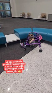 Incredible strength! #spinabifida #physicaltherapy #miracle #fighter | Laugh like Lacey-Her journey with Spina Bifida