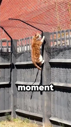 This Fence Stops Cats From Escaping