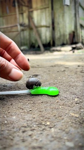 Catching cute roly poly #millipede #pillmillipede