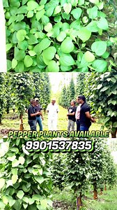 Succes Full Farmer three year pepper plantion | Book your plant | Organic pepper plantation | My Nature India Foundation