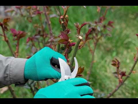 Prune These 7 Shrubs in Spring for a Summer Bloom Explosion! 🌸🌿