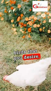 Before you kickstart your poultry farming business venture, it is important to have a clear picture of what type of poultry breeds to farm. | Poultry Tips