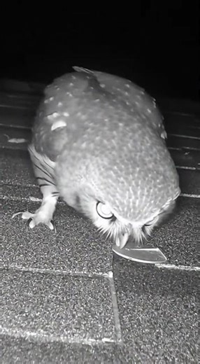 NightCam Owl vs Dented Brass Mailbox Key - POV Tension