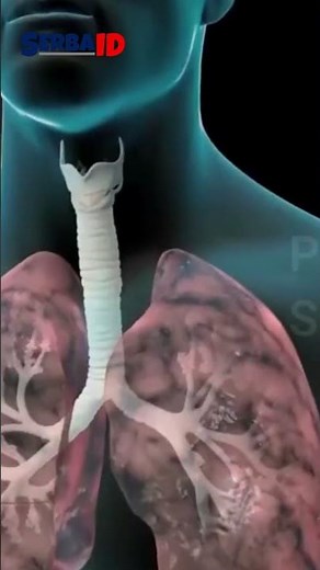 THE IMPACT OF SMOKING ON BODY HEALTH!!