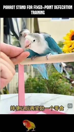 Parrot Stand For Fixed-Point Defecation Tranining