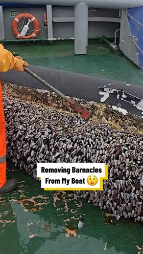 Removing Barnacles From My Boat 😲 🪲